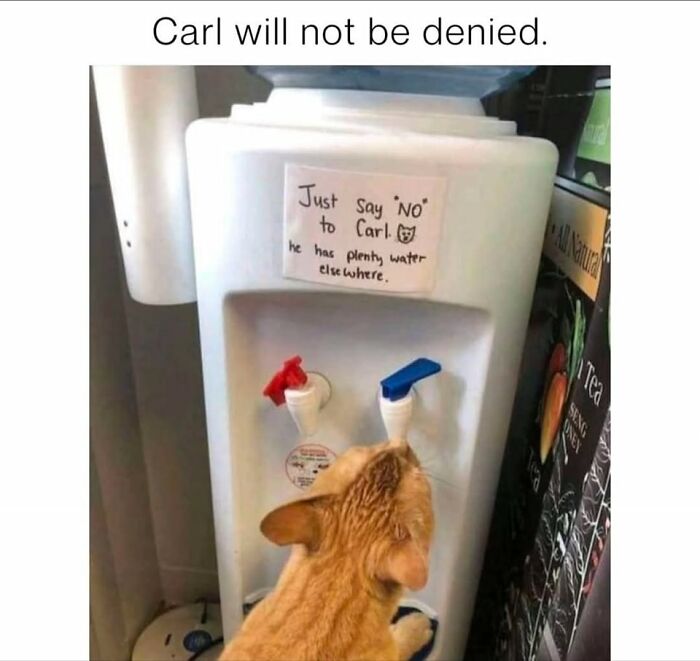 80 Times Cats Committed The Most Annoying Crimes But People Just Couldn’t Be Mad At Them (New Pics)