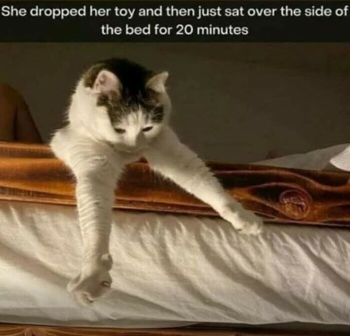 80 Times Cats Committed The Most Annoying Crimes But People Just Couldn’t Be Mad At Them (New Pics)