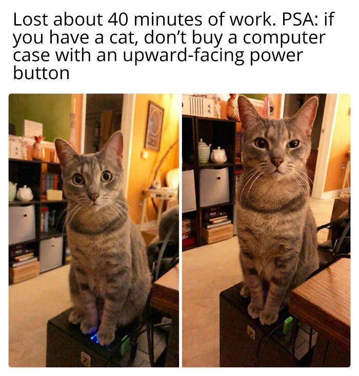 80 Times Cats Committed The Most Annoying Crimes But People Just Couldn’t Be Mad At Them (New Pics)