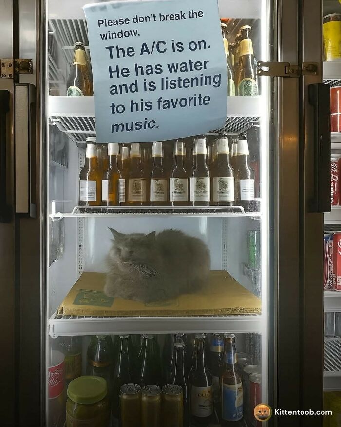 80 Times Cats Committed The Most Annoying Crimes But People Just Couldn’t Be Mad At Them (New Pics)