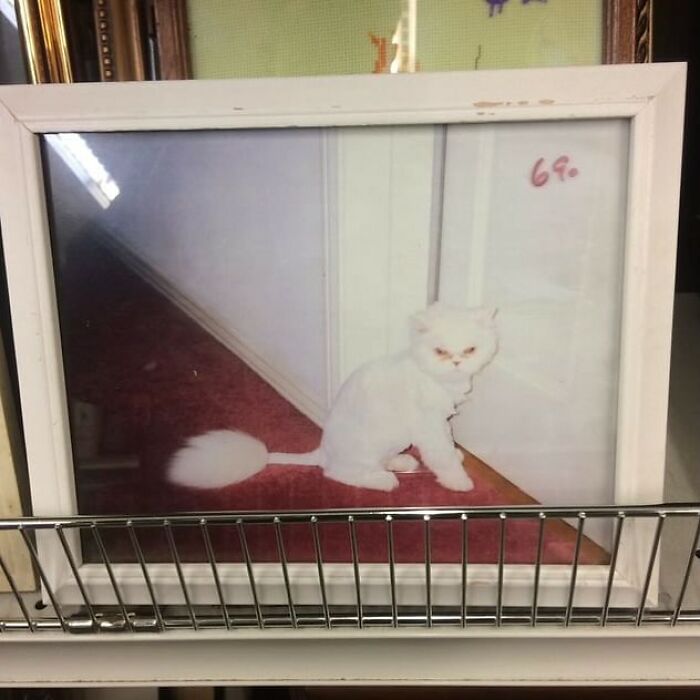 64 Times People Stumbled Upon The Most Bizarre Things At Thrift Stores (New Pics)