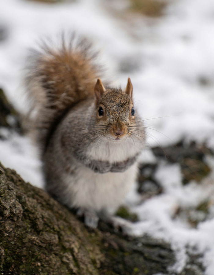 &#8220;First Rabbits, Now The Squirrels?&#8221;: &#8216;Zombie Squirrels&#8217; With Oozing Flesh Terrify US Homeowners