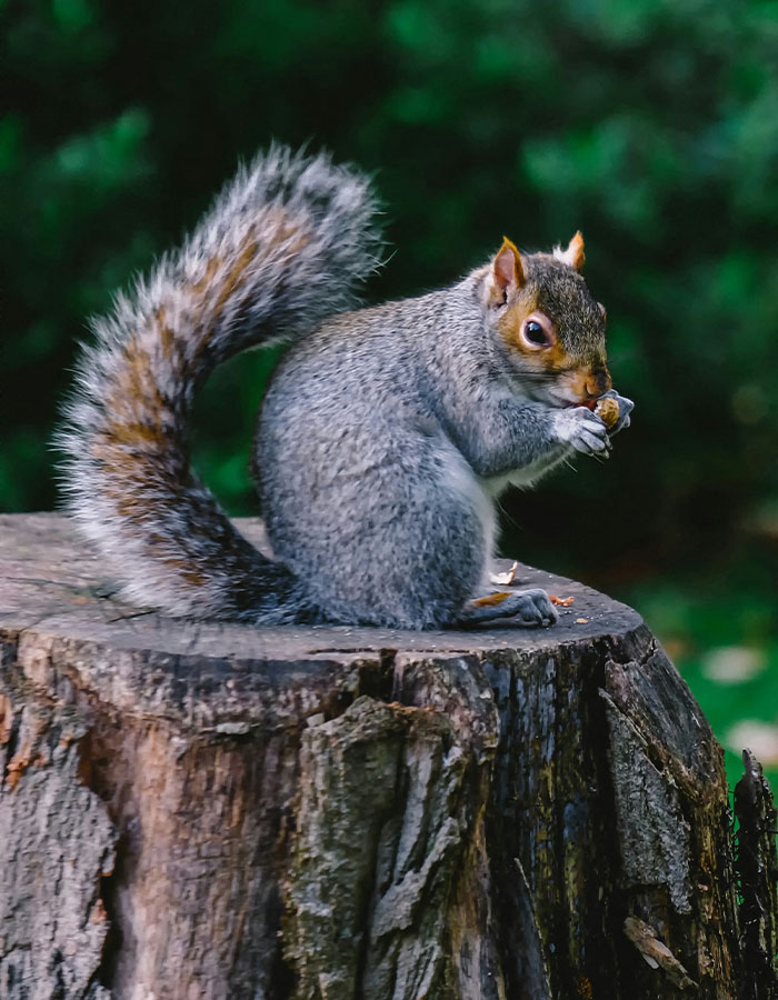 &#8220;First Rabbits, Now The Squirrels?&#8221;: &#8216;Zombie Squirrels&#8217; With Oozing Flesh Terrify US Homeowners