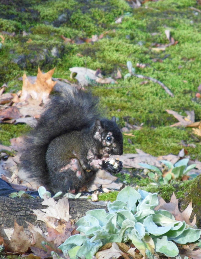 &#8220;First Rabbits, Now The Squirrels?&#8221;: &#8216;Zombie Squirrels&#8217; With Oozing Flesh Terrify US Homeowners