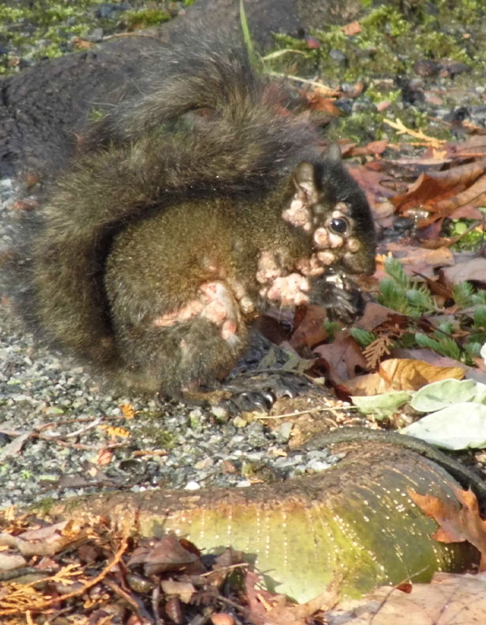 &#8220;First Rabbits, Now The Squirrels?&#8221;: &#8216;Zombie Squirrels&#8217; With Oozing Flesh Terrify US Homeowners