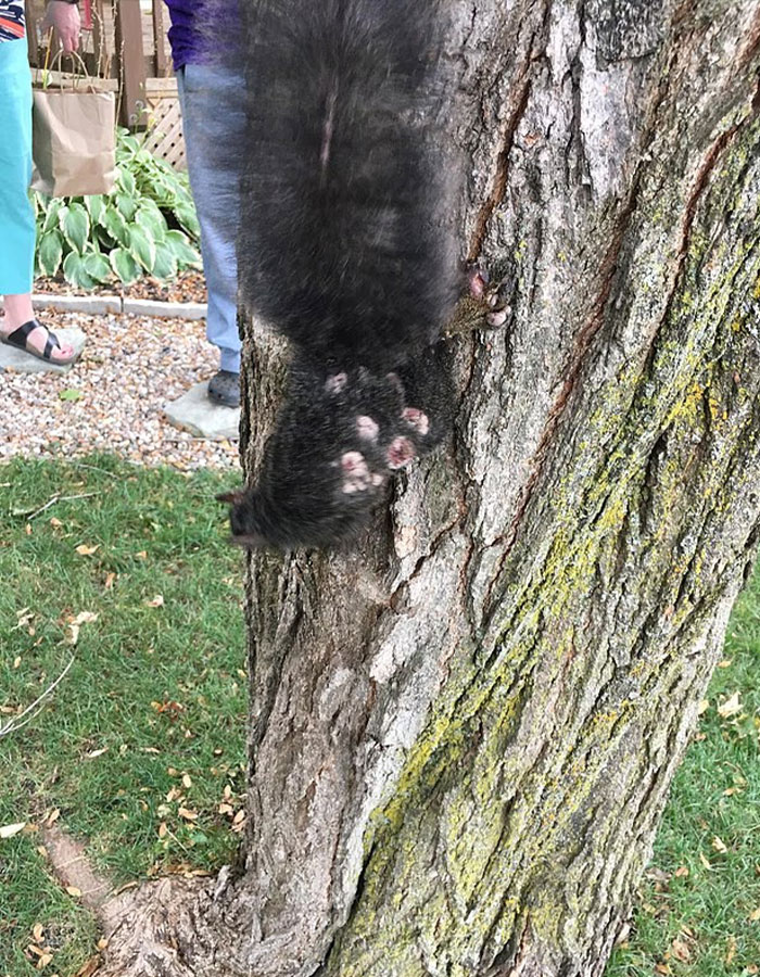 &#8220;First Rabbits, Now The Squirrels?&#8221;: &#8216;Zombie Squirrels&#8217; With Oozing Flesh Terrify US Homeowners
