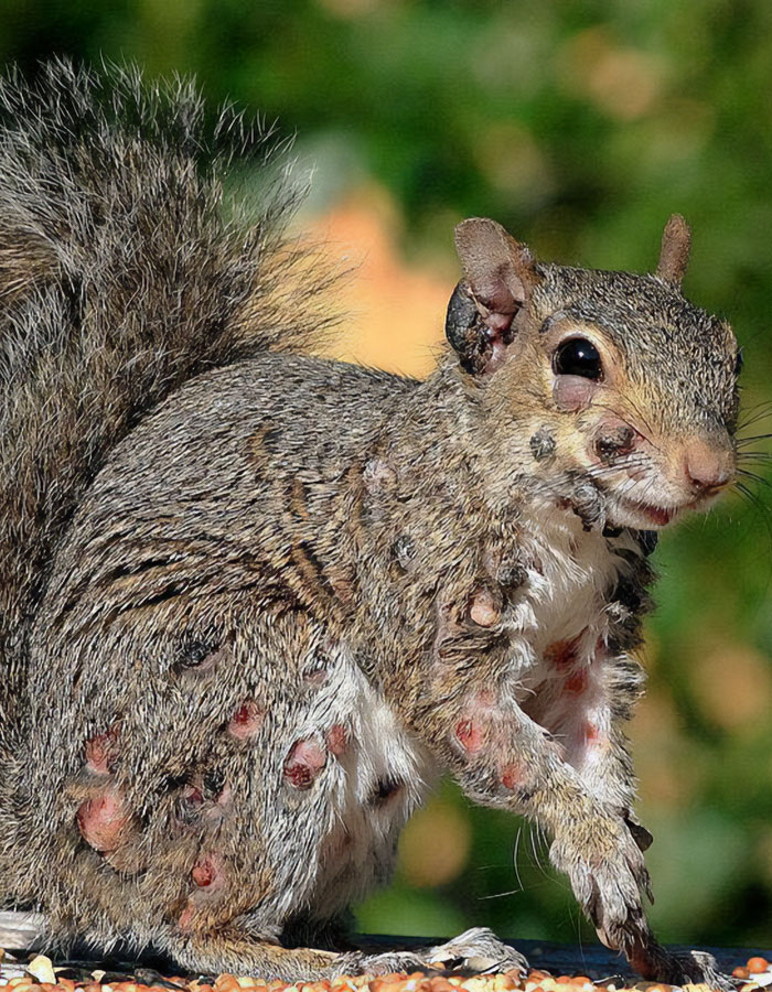 &#8220;First Rabbits, Now The Squirrels?&#8221;: &#8216;Zombie Squirrels&#8217; With Oozing Flesh Terrify US Homeowners