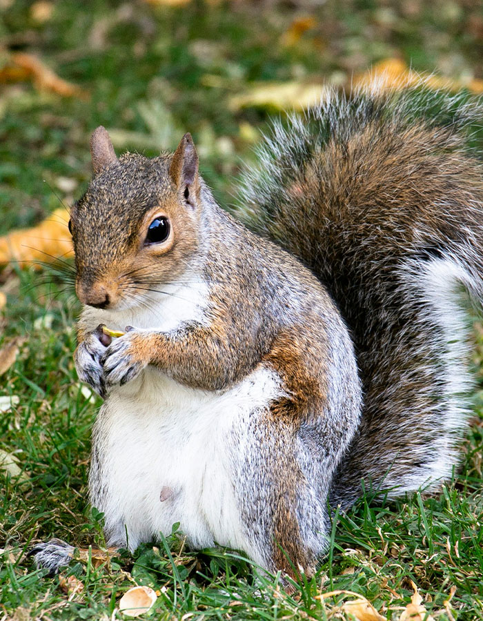 &#8220;First Rabbits, Now The Squirrels?&#8221;: &#8216;Zombie Squirrels&#8217; With Oozing Flesh Terrify US Homeowners