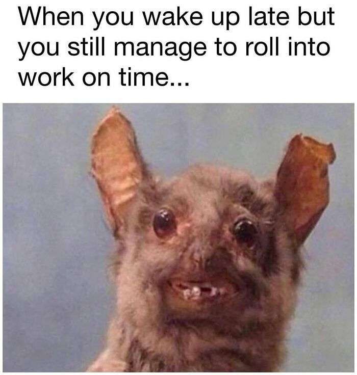 98 Hilarious Memes For Your Daily Dose Of Laughter And Good Vibes (New Pics)