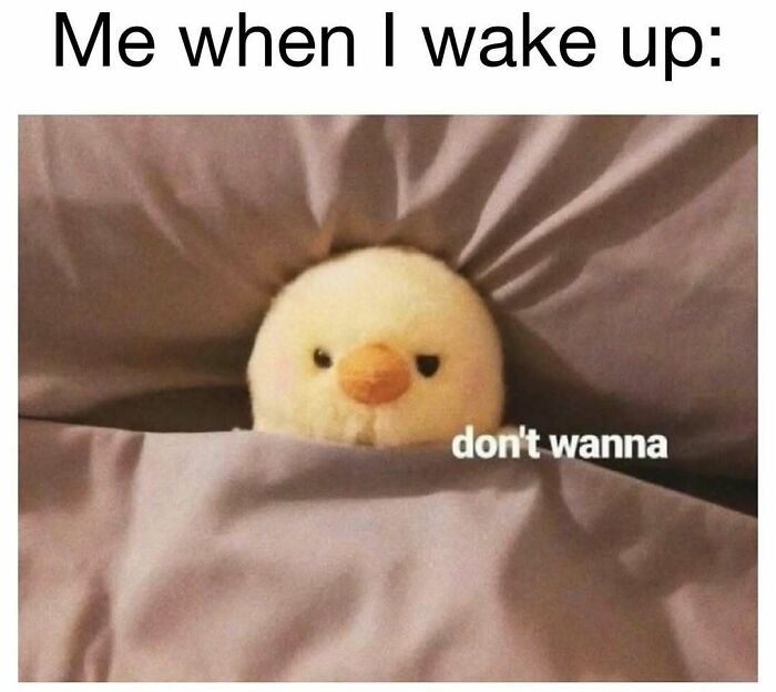 98 Hilarious Memes For Your Daily Dose Of Laughter And Good Vibes (New Pics)