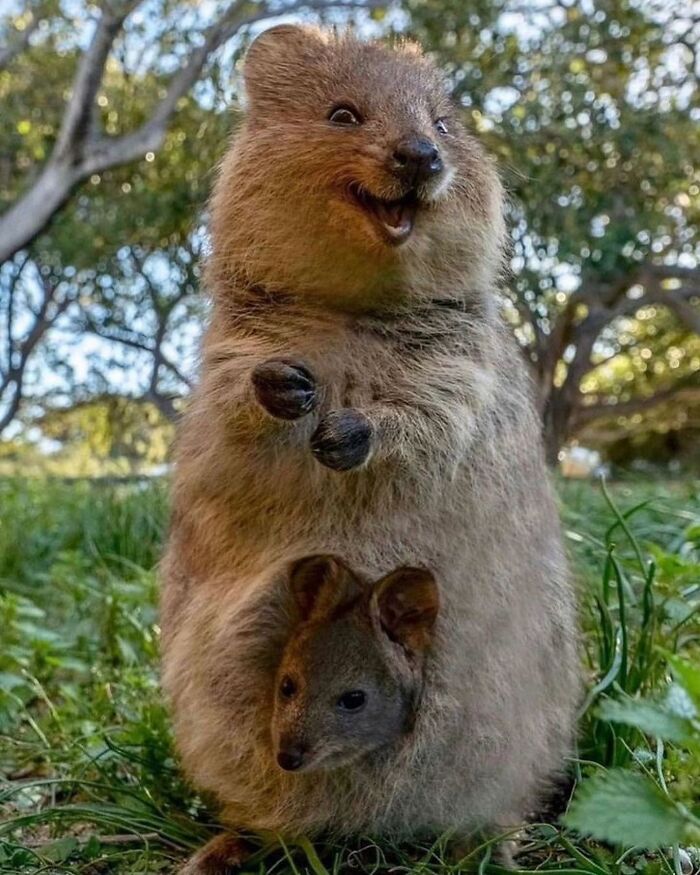 136 Adorable And Beautiful Animals That Might Brighten Up Your Day