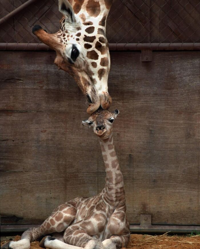 136 Adorable And Beautiful Animals That Might Brighten Up Your Day