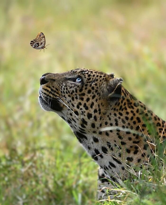 136 Adorable And Beautiful Animals That Might Brighten Up Your Day