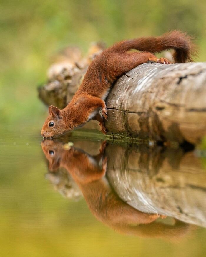 136 Adorable And Beautiful Animals That Might Brighten Up Your Day