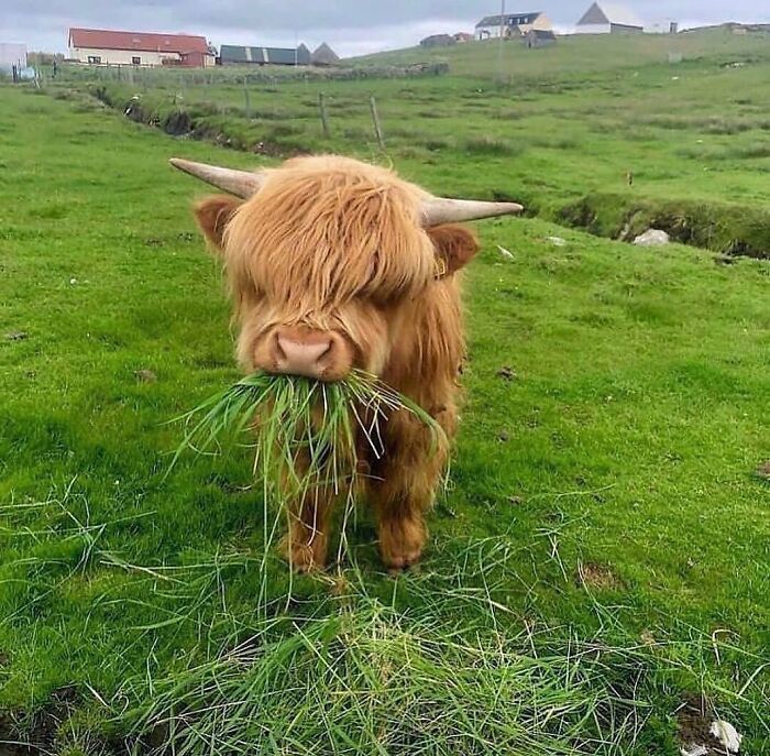 136 Adorable And Beautiful Animals That Might Brighten Up Your Day
