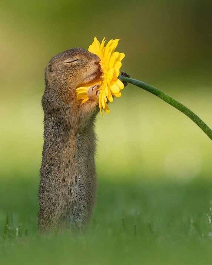 136 Adorable And Beautiful Animals That Might Brighten Up Your Day