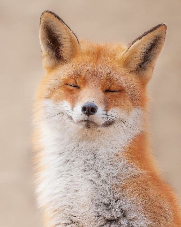 136 Adorable And Beautiful Animals That Might Brighten Up Your Day
