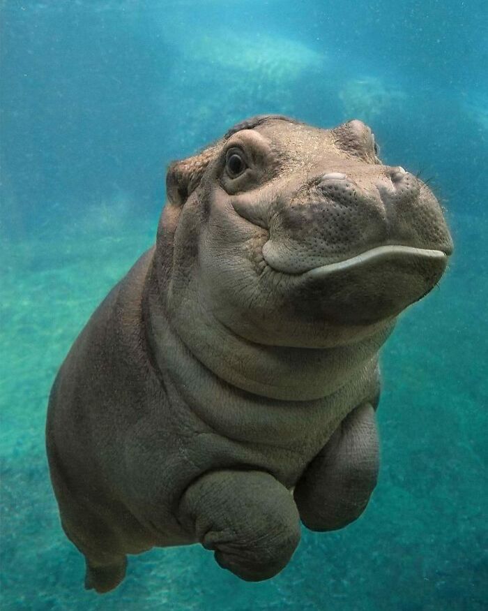 136 Adorable And Beautiful Animals That Might Brighten Up Your Day