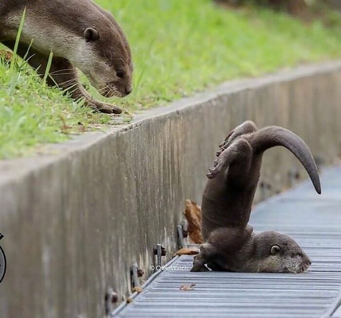 136 Adorable And Beautiful Animals That Might Brighten Up Your Day