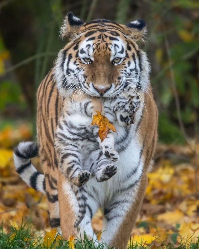 136 Adorable And Beautiful Animals That Might Brighten Up Your Day