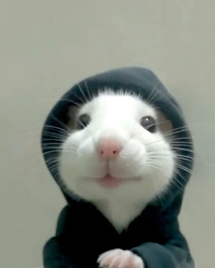 136 Adorable And Beautiful Animals That Might Brighten Up Your Day