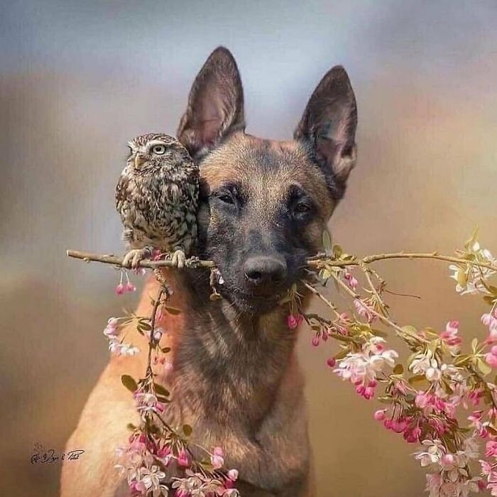 136 Adorable And Beautiful Animals That Might Brighten Up Your Day