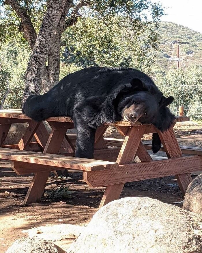 136 Adorable And Beautiful Animals That Might Brighten Up Your Day