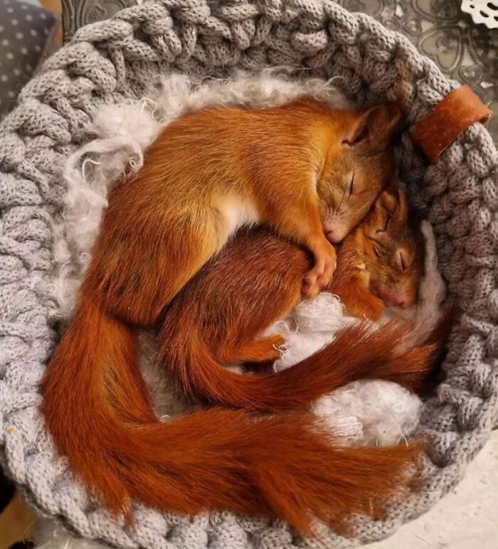 136 Adorable And Beautiful Animals That Might Brighten Up Your Day
