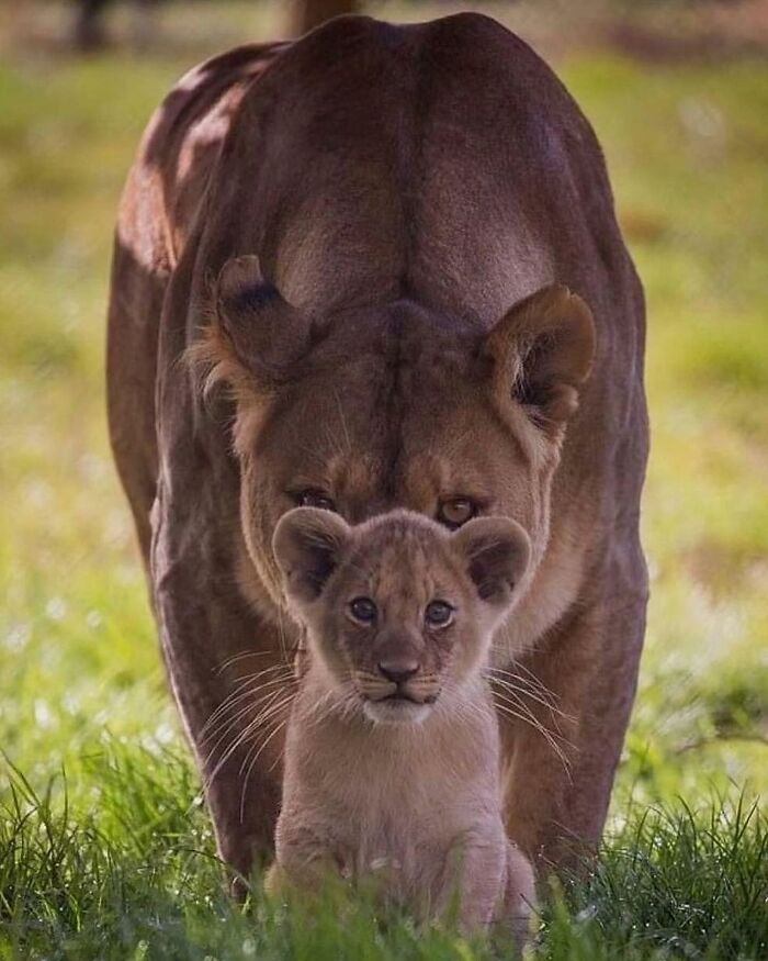 136 Adorable And Beautiful Animals That Might Brighten Up Your Day