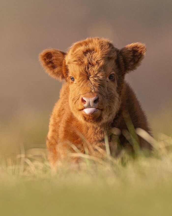 136 Adorable And Beautiful Animals That Might Brighten Up Your Day