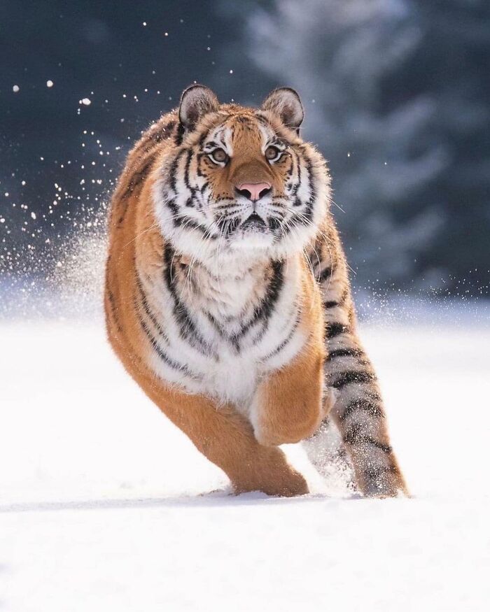 136 Adorable And Beautiful Animals That Might Brighten Up Your Day