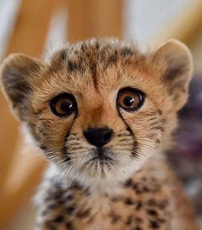 136 Adorable And Beautiful Animals That Might Brighten Up Your Day