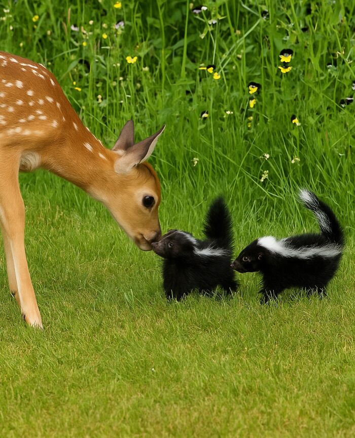 136 Adorable And Beautiful Animals That Might Brighten Up Your Day