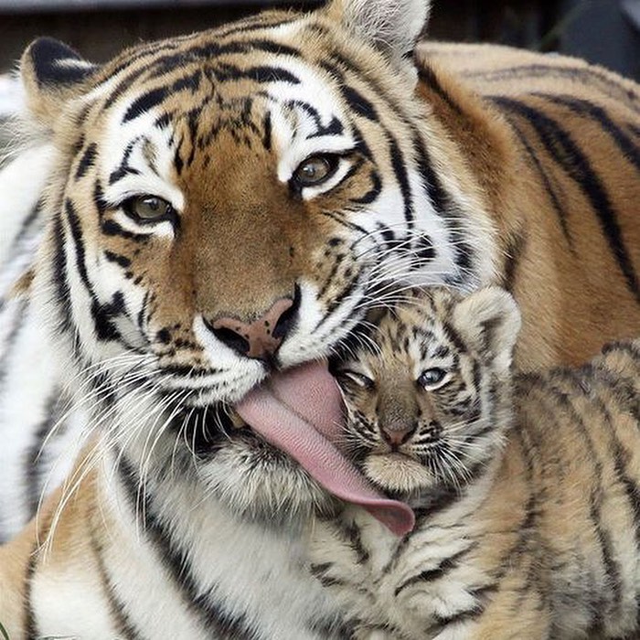 136 Adorable And Beautiful Animals That Might Brighten Up Your Day