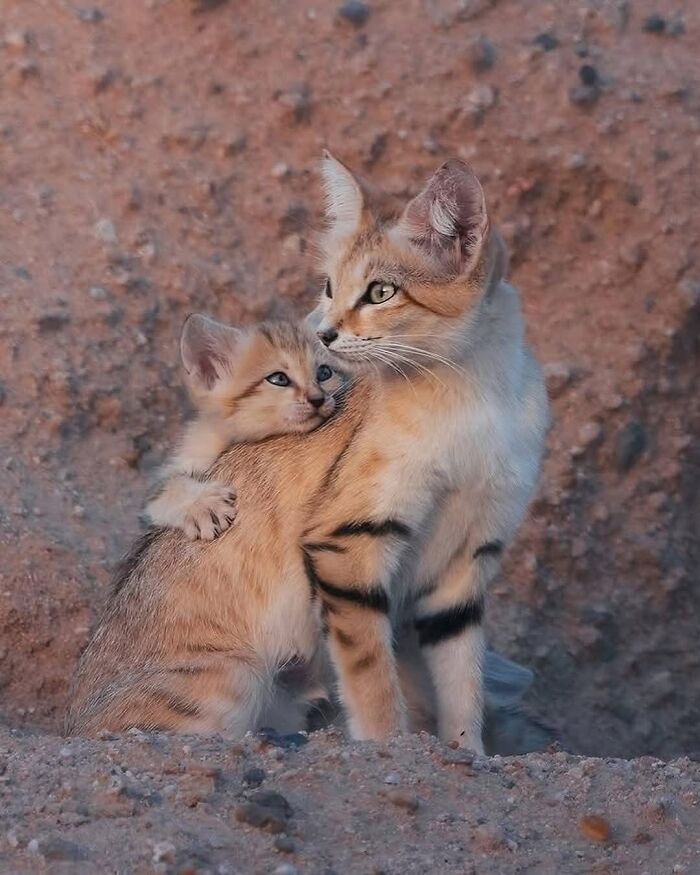 136 Adorable And Beautiful Animals That Might Brighten Up Your Day