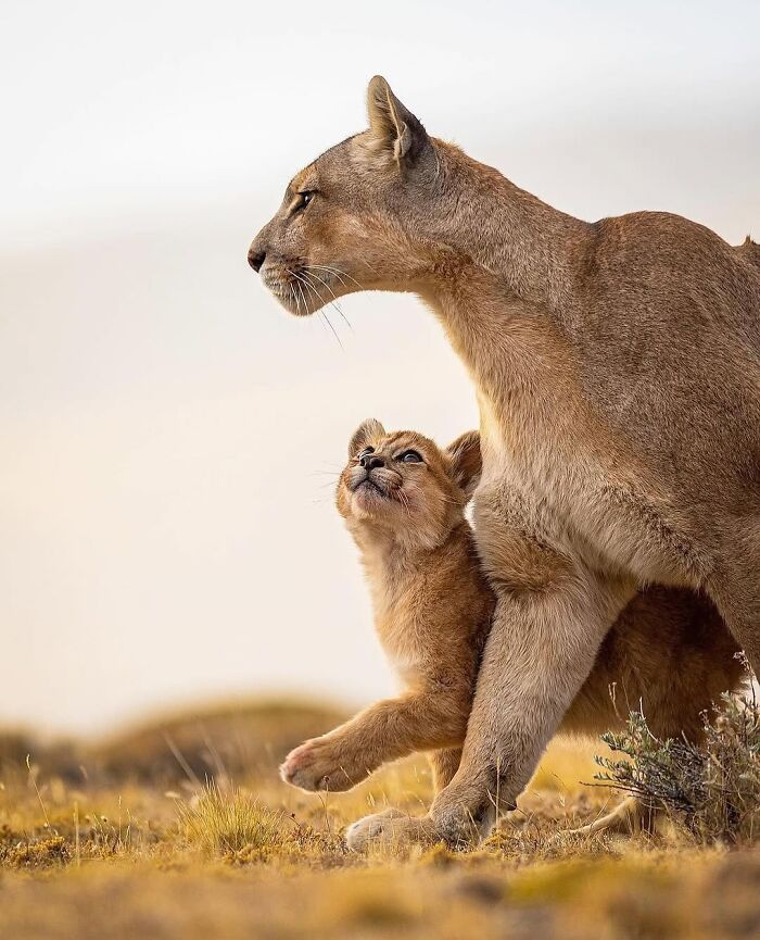 136 Adorable And Beautiful Animals That Might Brighten Up Your Day