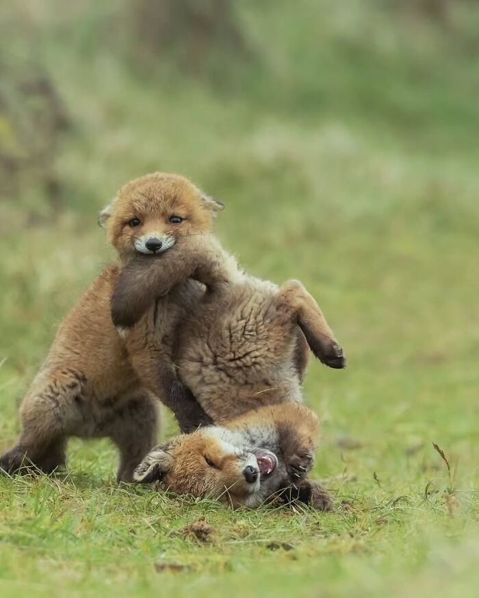 136 Adorable And Beautiful Animals That Might Brighten Up Your Day