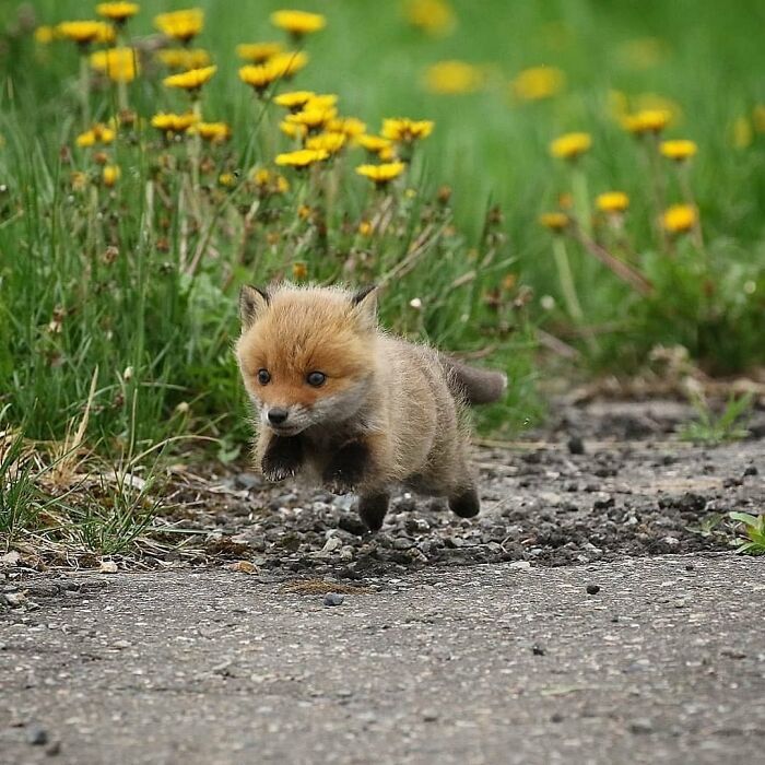 136 Adorable And Beautiful Animals That Might Brighten Up Your Day