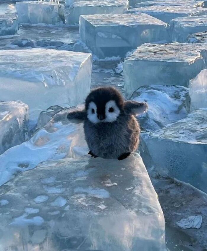 136 Adorable And Beautiful Animals That Might Brighten Up Your Day