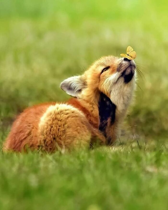 136 Adorable And Beautiful Animals That Might Brighten Up Your Day