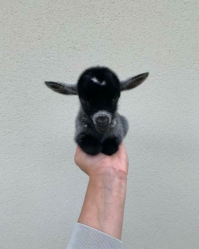136 Adorable And Beautiful Animals That Might Brighten Up Your Day