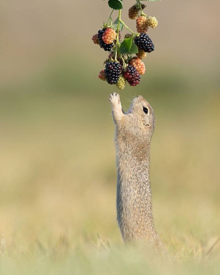 136 Adorable And Beautiful Animals That Might Brighten Up Your Day