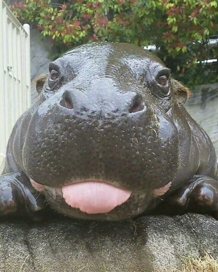 136 Adorable And Beautiful Animals That Might Brighten Up Your Day