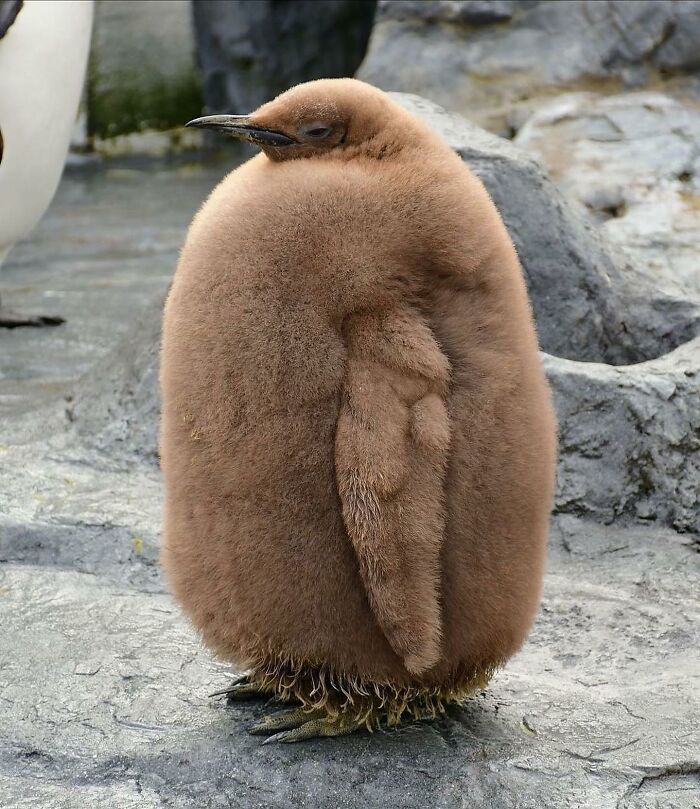 136 Adorable And Beautiful Animals That Might Brighten Up Your Day