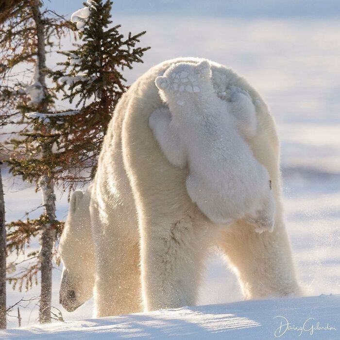 136 Adorable And Beautiful Animals That Might Brighten Up Your Day