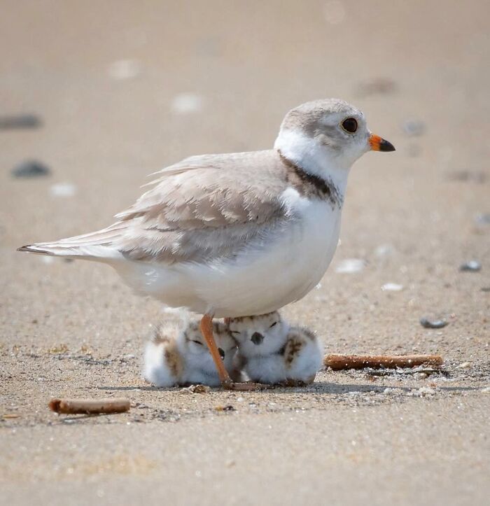 136 Adorable And Beautiful Animals That Might Brighten Up Your Day