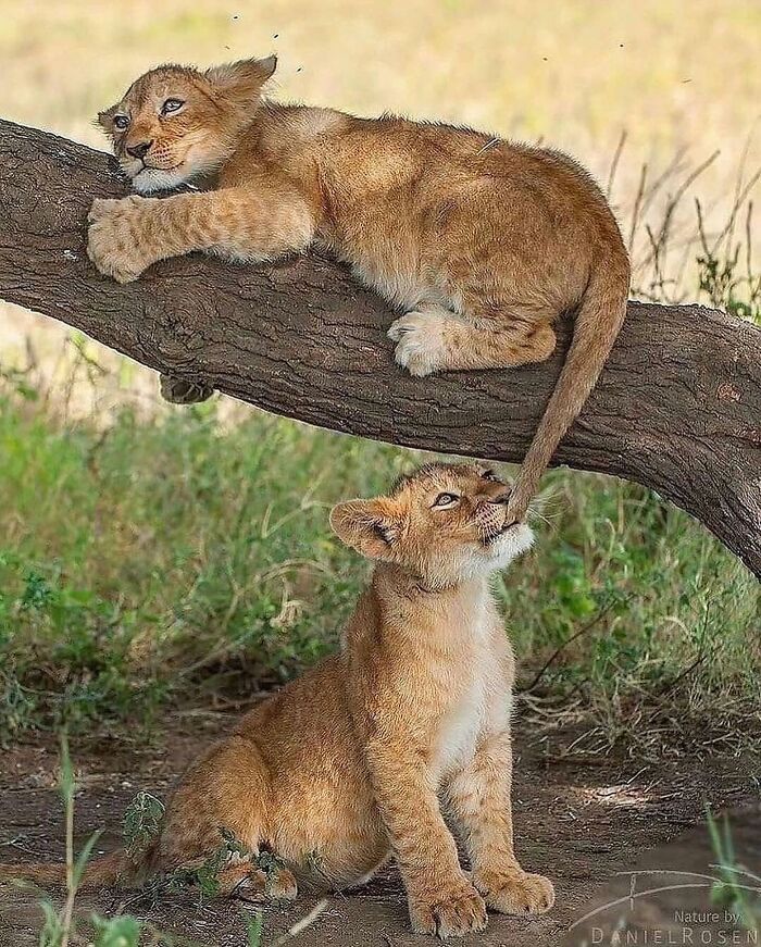 136 Adorable And Beautiful Animals That Might Brighten Up Your Day