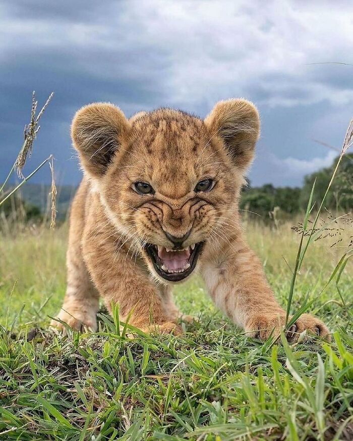 136 Adorable And Beautiful Animals That Might Brighten Up Your Day