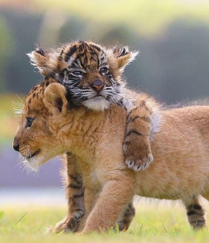 136 Adorable And Beautiful Animals That Might Brighten Up Your Day