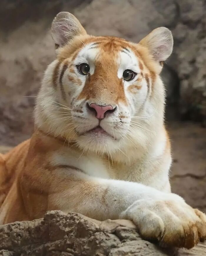 136 Adorable And Beautiful Animals That Might Brighten Up Your Day
